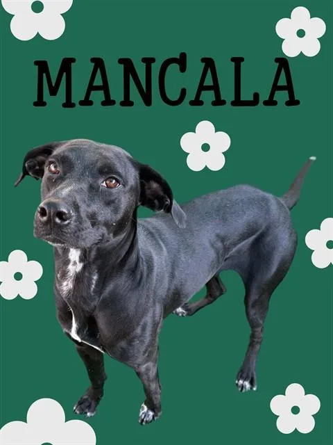 A young large-sized female Labrador Retriever dog named Mancala for adoption in Sarasota, FL