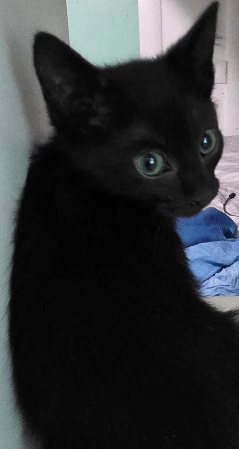 Jet