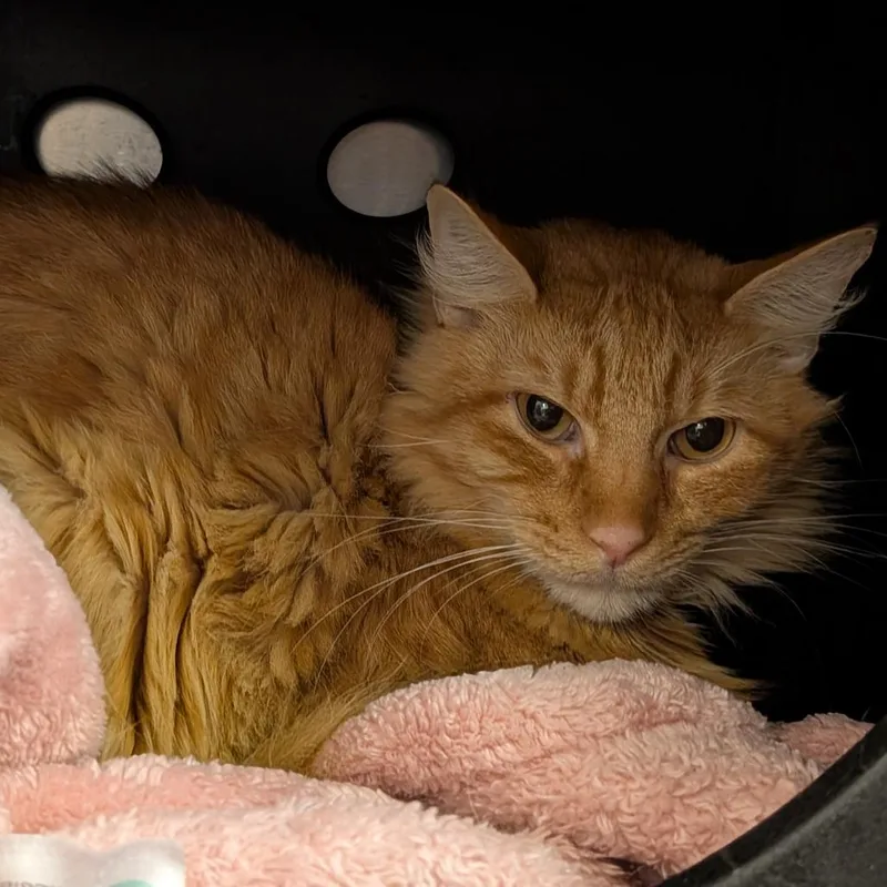An adult medium-sized male Orange / Red Domestic Short Hair cat named Jake for adoption in Titusville, FL