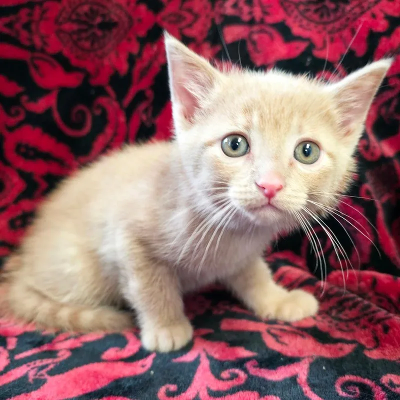 A baby small-sized male Buff / Tan / Fawn Domestic Short Hair cat named Tom Sawyer for adoption in Mount Juliet, TN