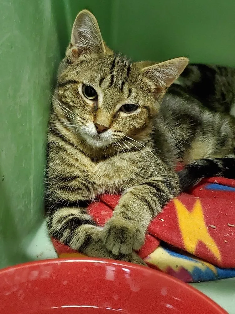 Hercules thumbnail 5