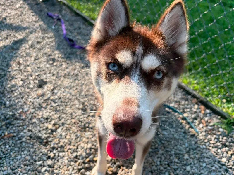A young medium-sized female Siberian Husky dog named Aspen for adoption in Sayreville, NJ