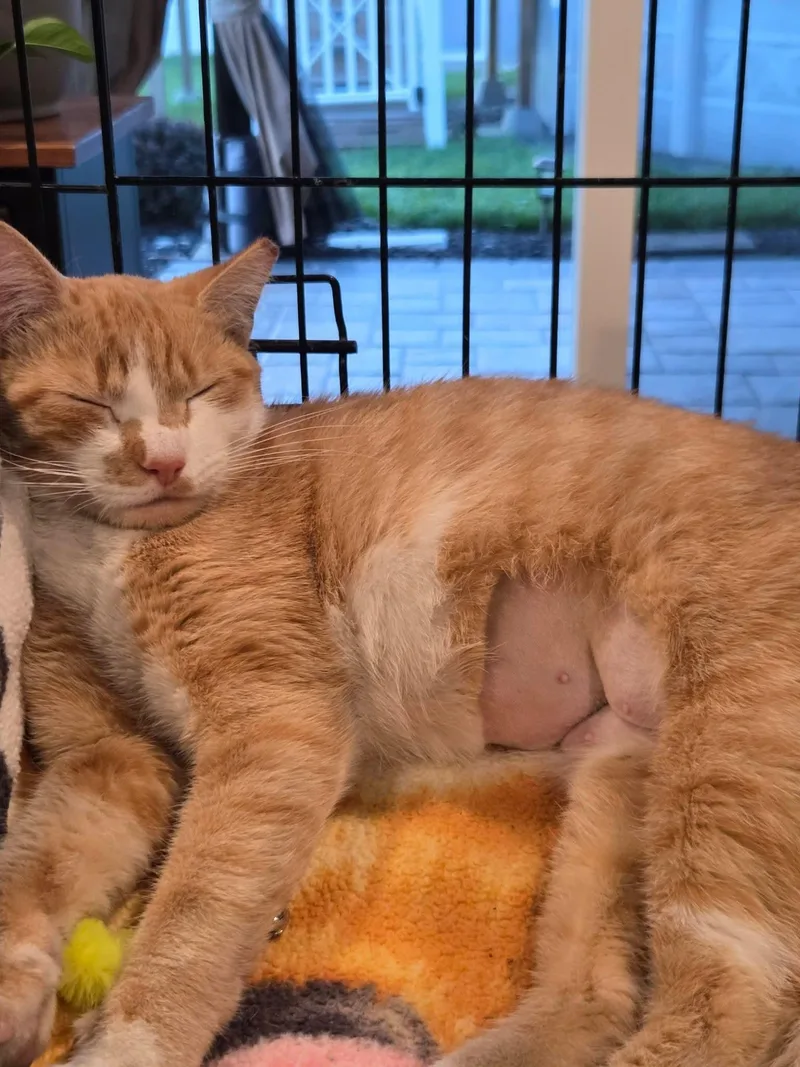 An adult medium-sized female Tabby (Orange / Red) Domestic Short Hair cat named Tigress for adoption in Bellmawr, NJ