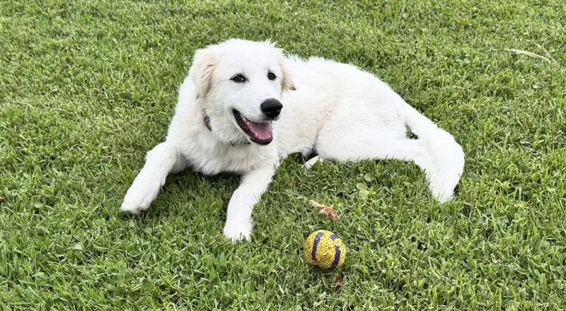 A baby large-sized female Great Pyrenees dog named Zoe HTX for adoption in Quinlan, TX