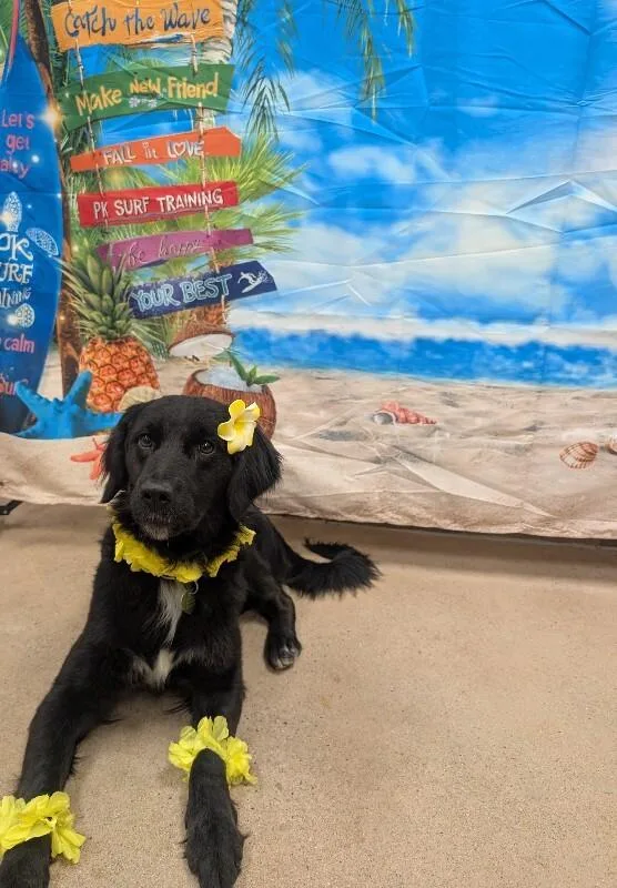 An adult medium-sized female Black Australian Shepherd dog named Marjorie for adoption in Fort Collins, CO