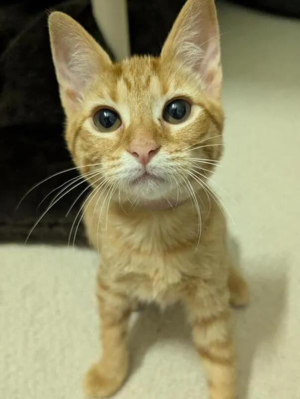 A baby medium-sized female Tabby cat named Trixie for adoption in Richardson, TX