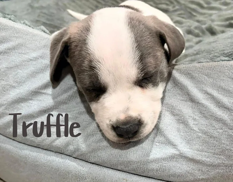A young medium-sized male Gray / Blue / Silver American Staffordshire Terrier dog named Truffle for adoption in Elburn, IL