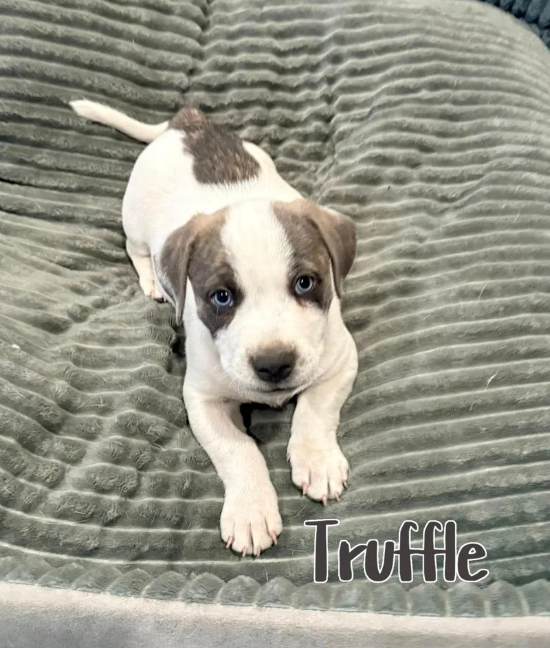 Truffle thumbnail 3
