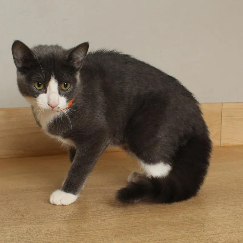 A baby small-sized female Gray / Blue / Silver Domestic Short Hair cat named Moe C for adoption in Minnetonka, MN