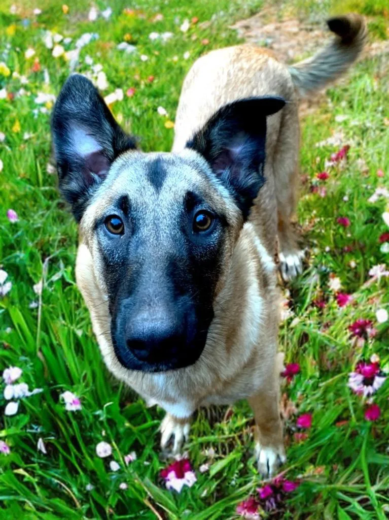 Squirrel thumbnail 2