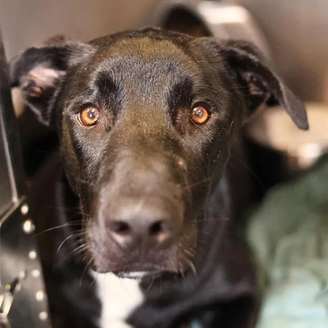 A young medium-sized male Labrador Retriever dog named Milo for adoption in San Antonio, TX
