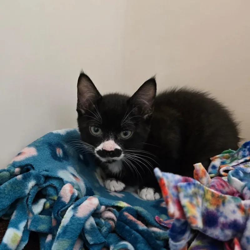 A baby small-sized male Black Domestic Short Hair cat named Artisan for adoption in Naples, FL