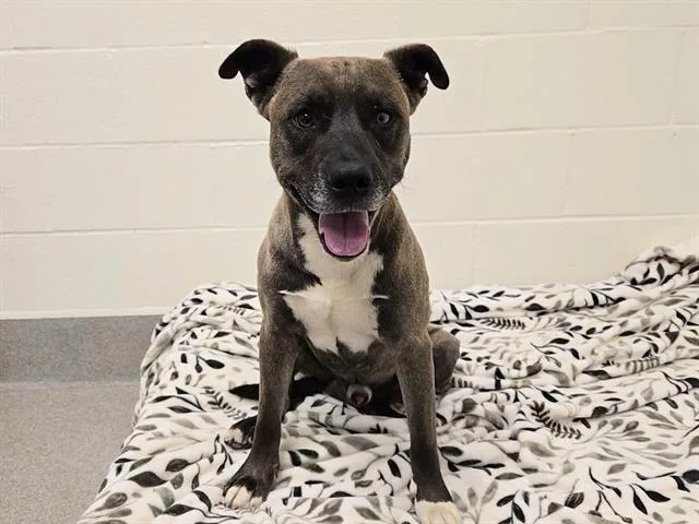 An adult large-sized male Pit Bull Terrier dog named Derek Hough for adoption in Auburn, CA
