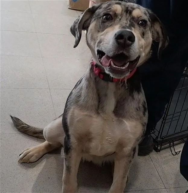 A baby medium-sized female Catahoula Leopard Dog dog named Saphire for adoption in Huntsville, AL