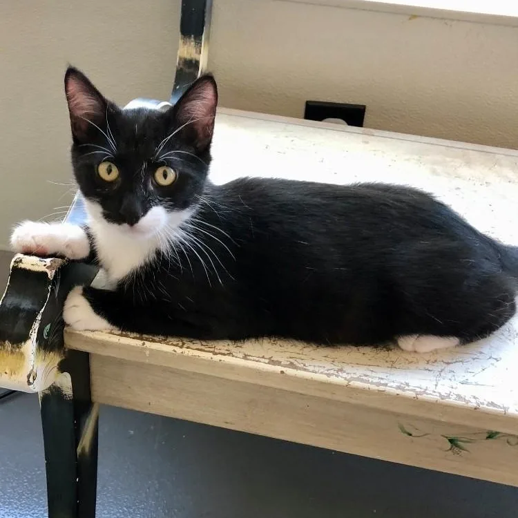 A baby large-sized female Black & White / Tuxedo Domestic Short Hair cat named Natasha for adoption in Lodi, CA
