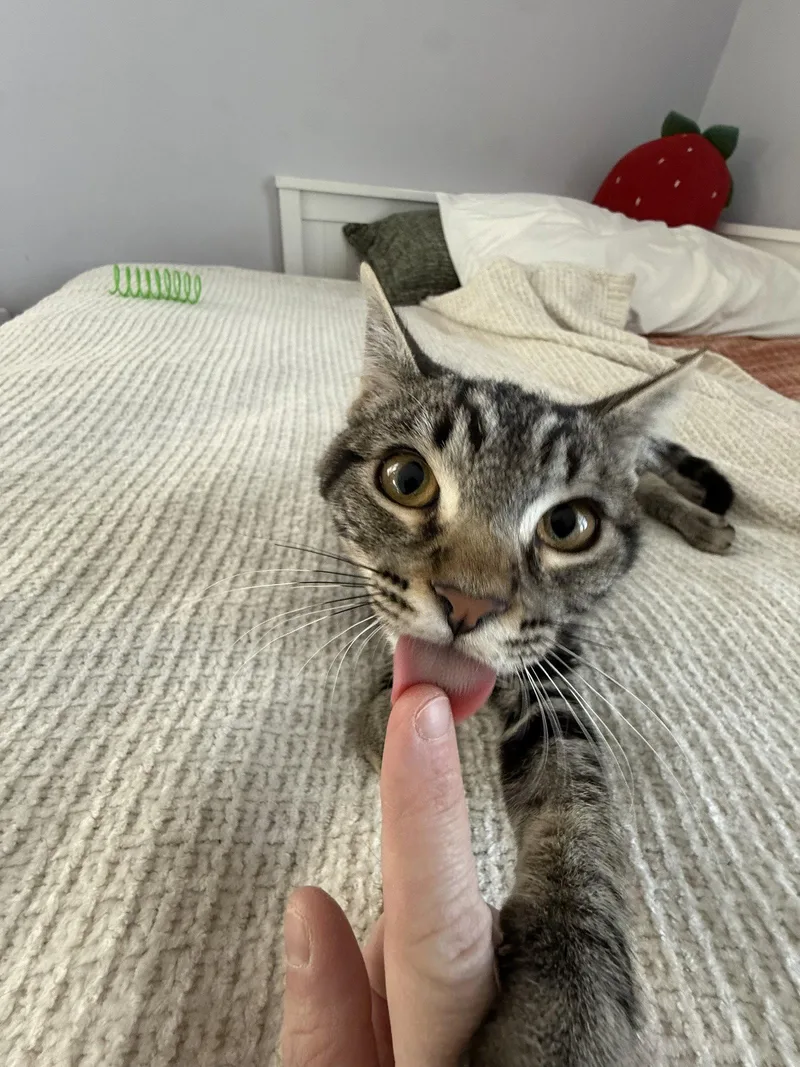 A young medium-sized female Domestic Medium Hair cat named Chas for adoption in Davis, CA