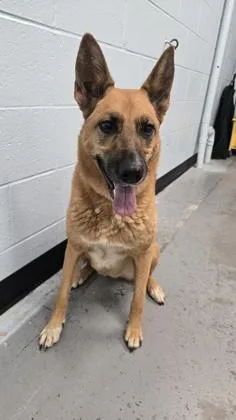 An adult large-sized female German Shepherd Dog dog named Yukki for adoption in Sacramento, CA
