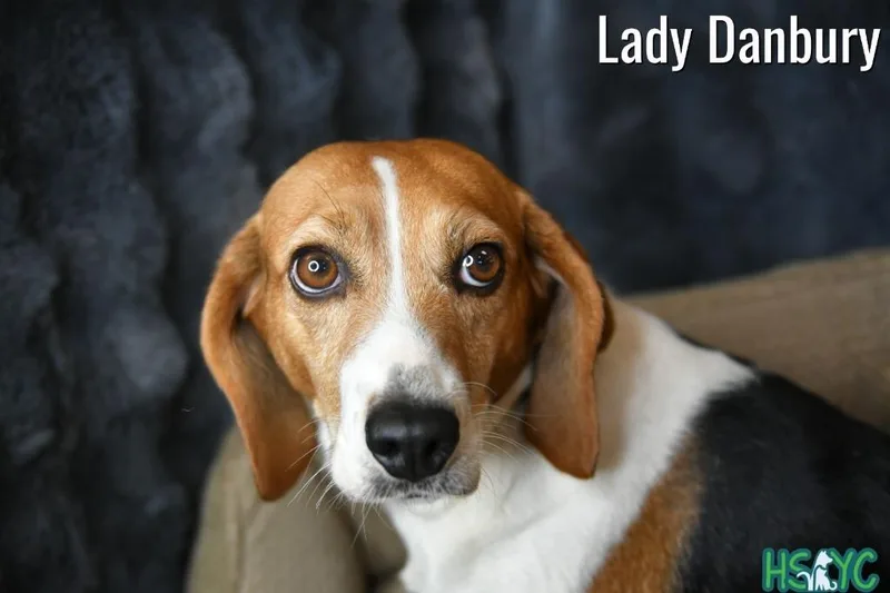 Lady Danbury