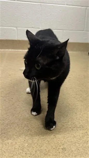 A young medium-sized male Domestic Short Hair cat named Bunner for adoption in Derwood, MD