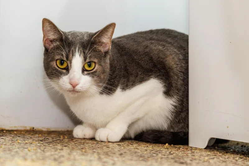 A young small-sized female Domestic Short Hair cat named Daisy for adoption in Chester Springs, PA