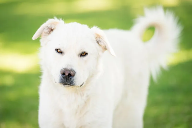 A young large-sized male Retriever dog named Guane for adoption in Fort Lupton, CO
