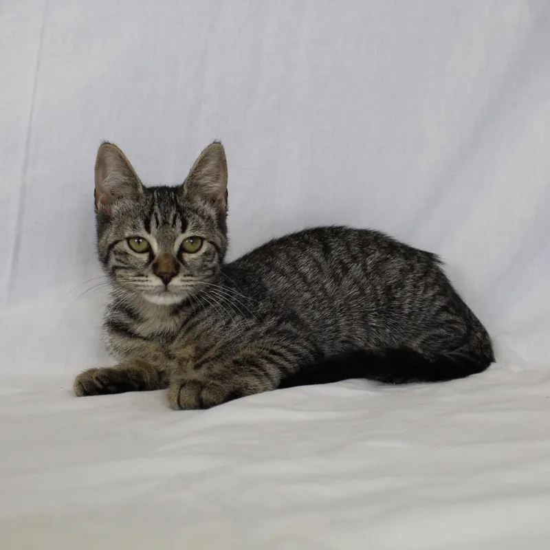 A young small-sized female Brown / Chocolate Domestic Medium Hair cat named Kirra for adoption in Webster, TX