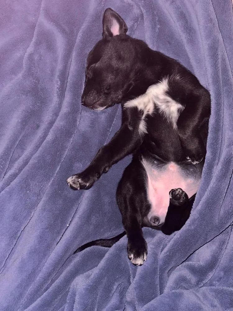 A baby medium-sized female Labrador Retriever dog named Spudcakes for adoption in Mauston, WI
