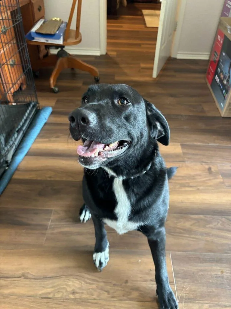 A young medium-sized female Black Labrador Retriever dog named Miss Muffin for adoption in Corsicana, TX