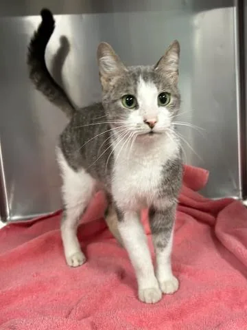 A young small-sized male Domestic Short Hair cat named Napa for adoption in Clinton Township, MI
