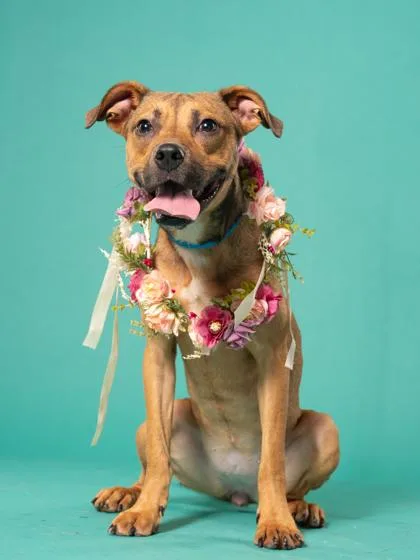A young medium-sized female Mixed Breed dog named Sassy for adoption in Atlanta, GA