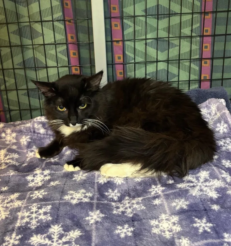 A baby small-sized male Domestic Short Hair cat named Beans for adoption in Grants Pass, OR