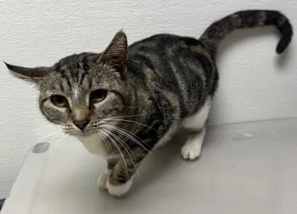 An adult small-sized female Domestic Short Hair cat named Mika for adoption in Phoenix, AZ