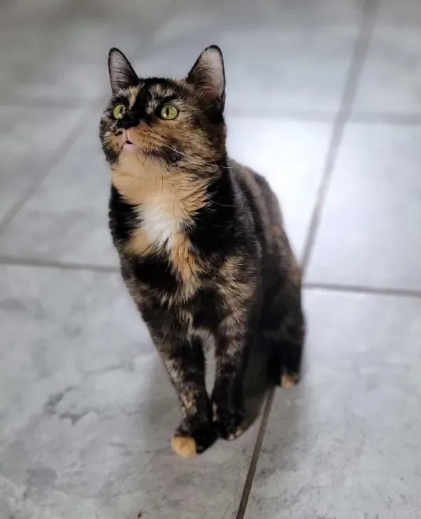 An adult medium-sized female Tortoiseshell Domestic Short Hair cat named Angel for adoption in North Bergen, NJ