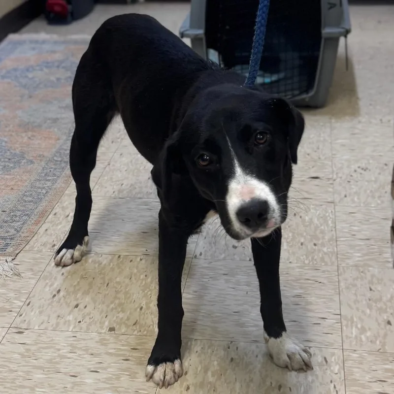 A young medium-sized female Black Labrador Retriever dog named Angel for adoption in Lucedale, MS