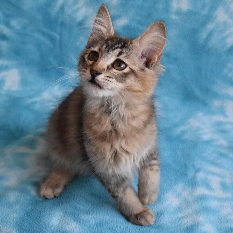 Chiffon