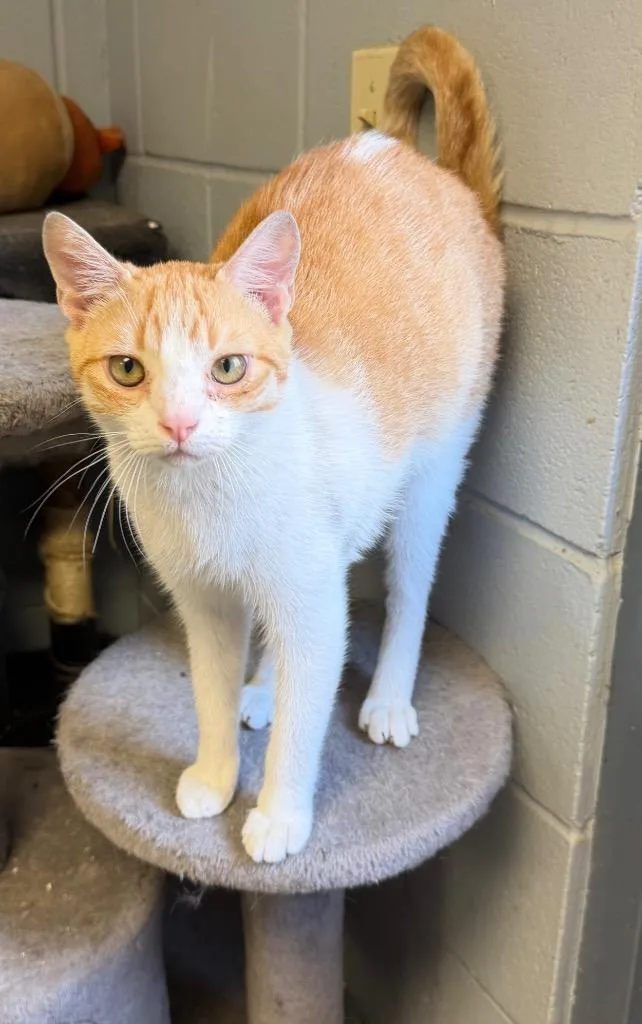 A baby medium-sized male Domestic Short Hair cat named Twinkie for adoption in Greenwood, MS