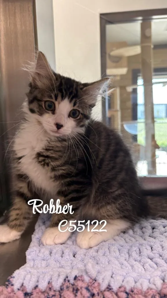 Robber