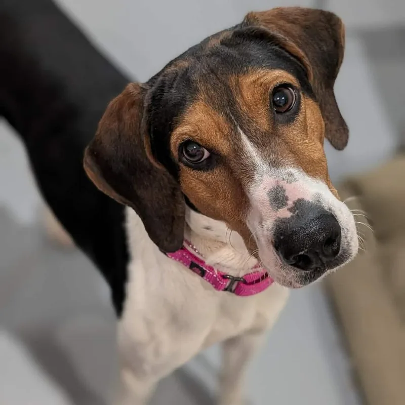 Burger Jean King thumbnail 2