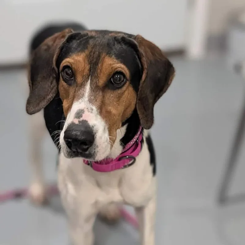 Burger Jean King thumbnail 3