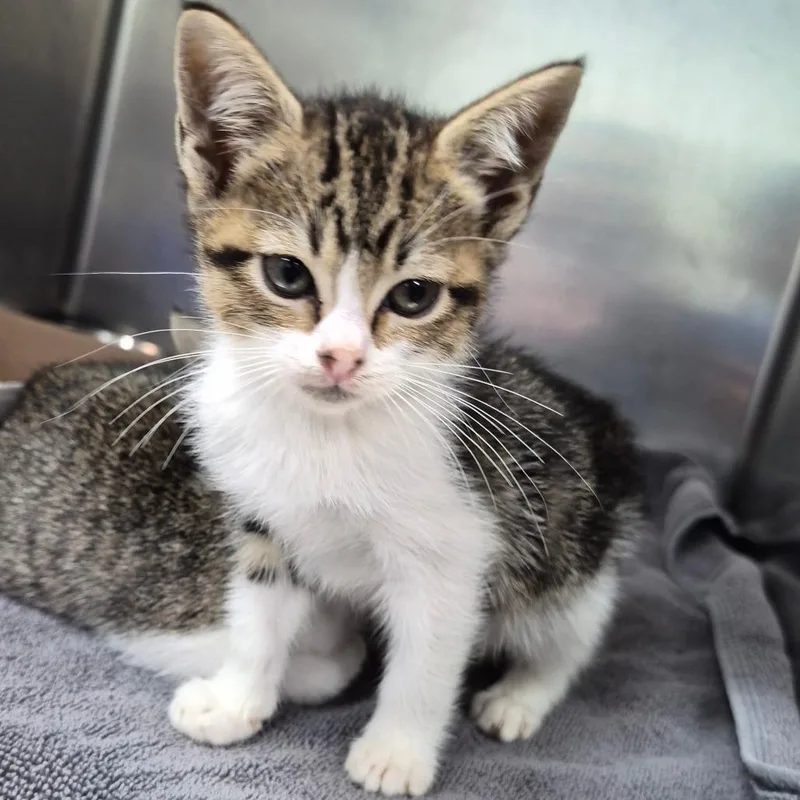 A baby small-sized female Calico Domestic Short Hair cat named Marie for adoption in Vieques, PR