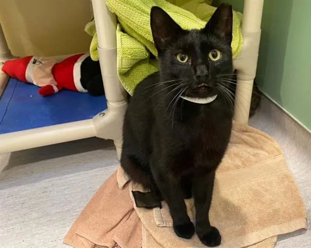 An adult small-sized male Domestic Short Hair cat named Zorg for adoption in Tustin, CA