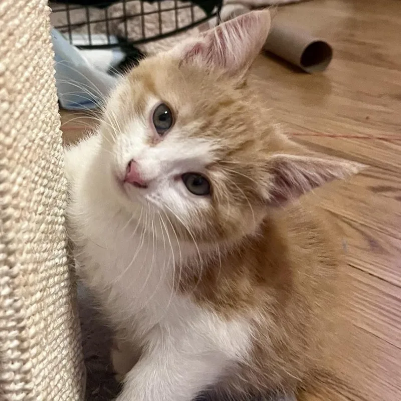 A baby small-sized male Orange / Red Domestic Short Hair cat named Taco for adoption in Evanston, IL