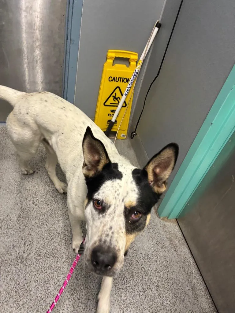 An adult medium-sized male Husky dog named Yoda for adoption in Bloomington, IN