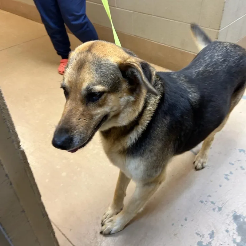 An adult large-sized female Brown / Chocolate Mixed Breed dog named Celina for adoption in Gadsden, AL