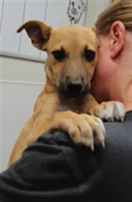 A baby small-sized male Dachshund dog named Elvis for adoption in Albuquerque, NM