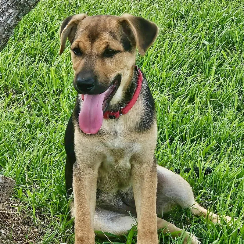 A baby medium-sized female White / Cream Labrador Retriever dog named Kelly for adoption in Austin, TX