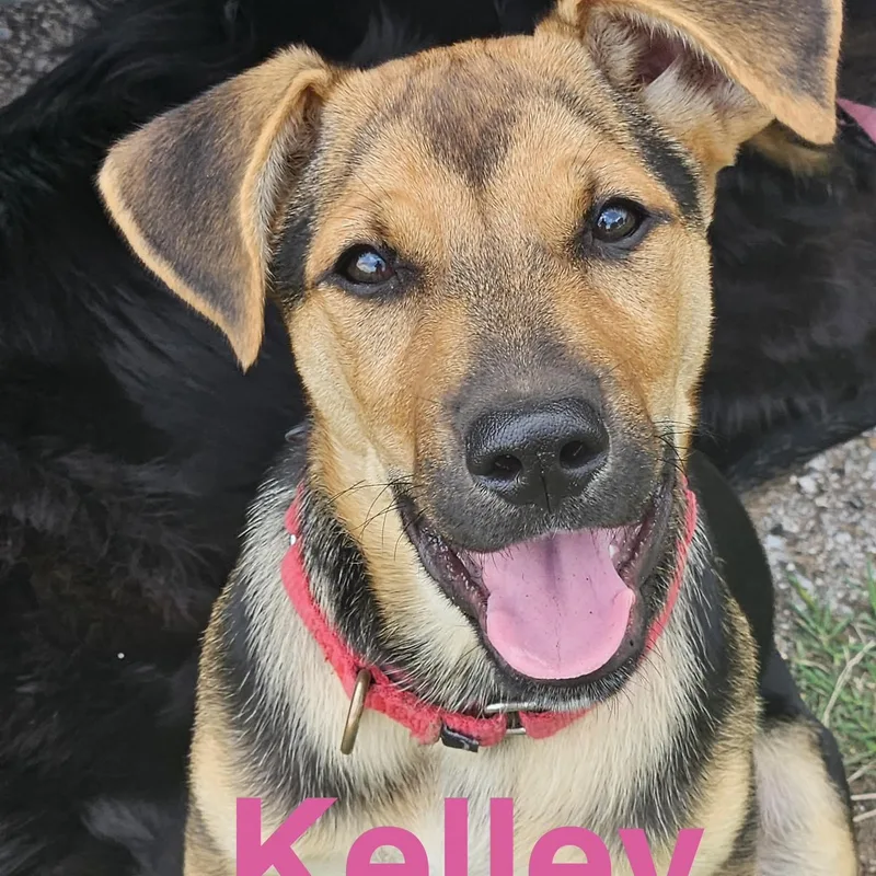 Kelly thumbnail 5