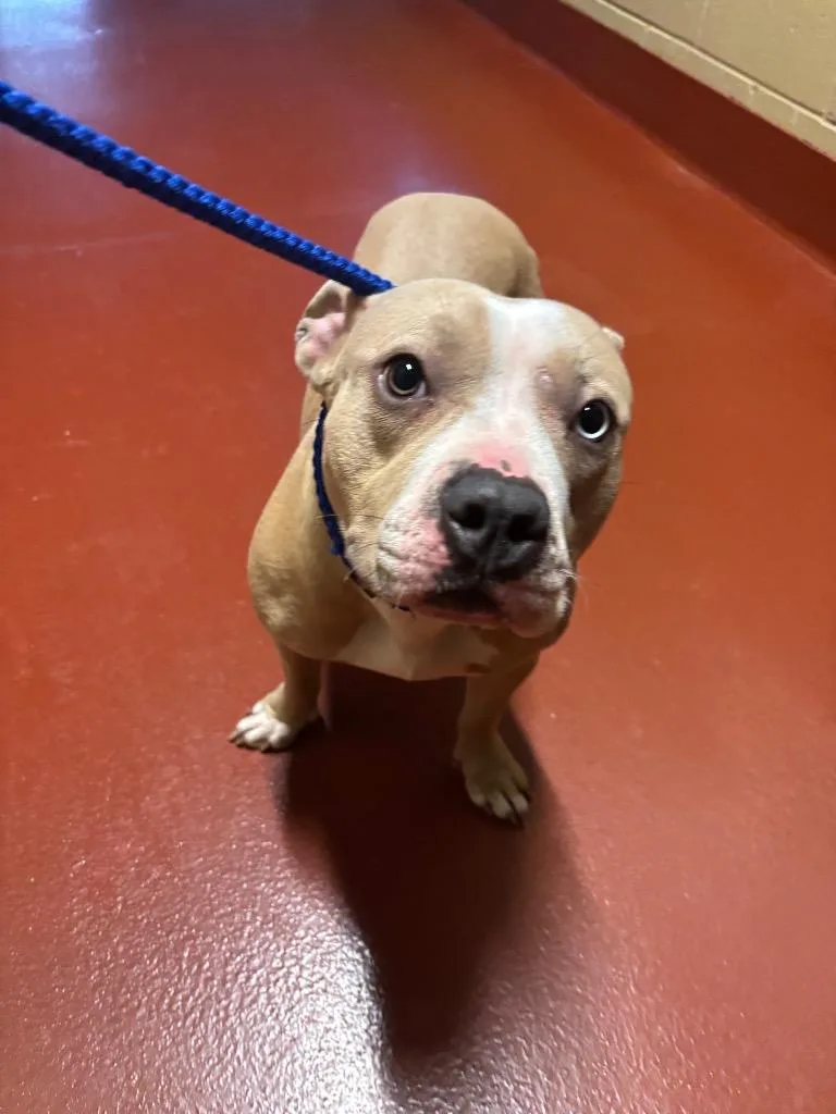 A young medium-sized female Pit Bull Terrier dog named Griselda Jones for adoption in Douglasville, GA
