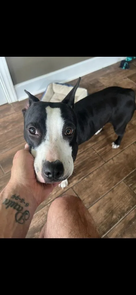 A young medium-sized female Pit Bull Terrier dog named Briches for adoption in Camden, TN