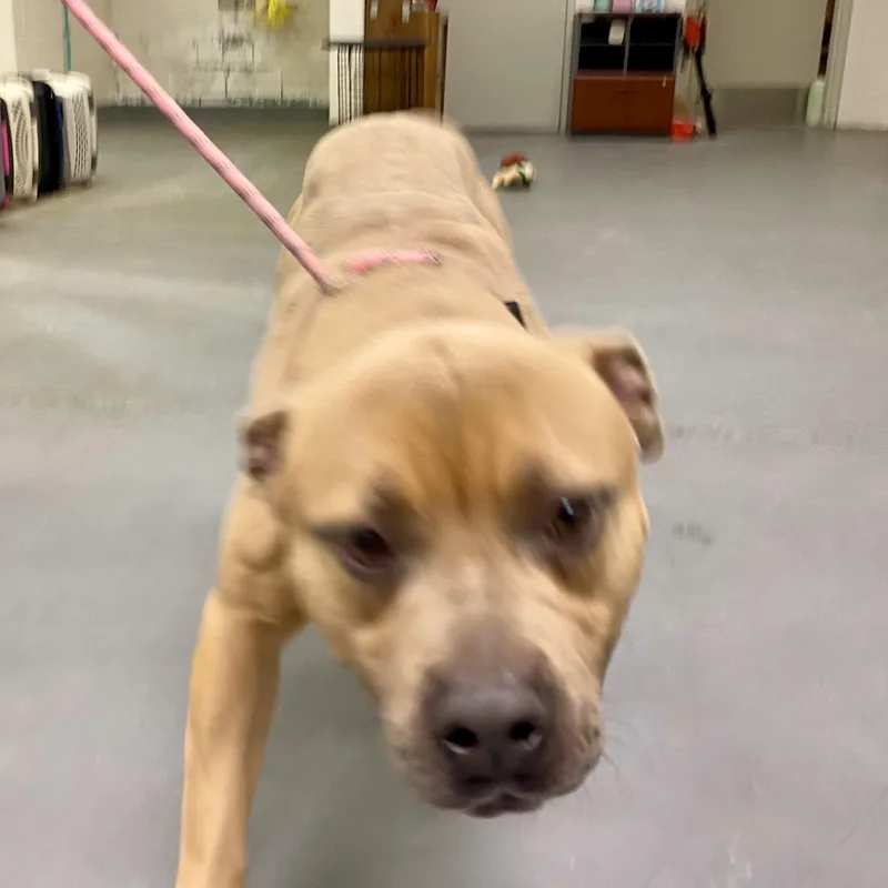 A young medium-sized male Apricot / Beige American Bully dog named Buster for adoption in King George, VA